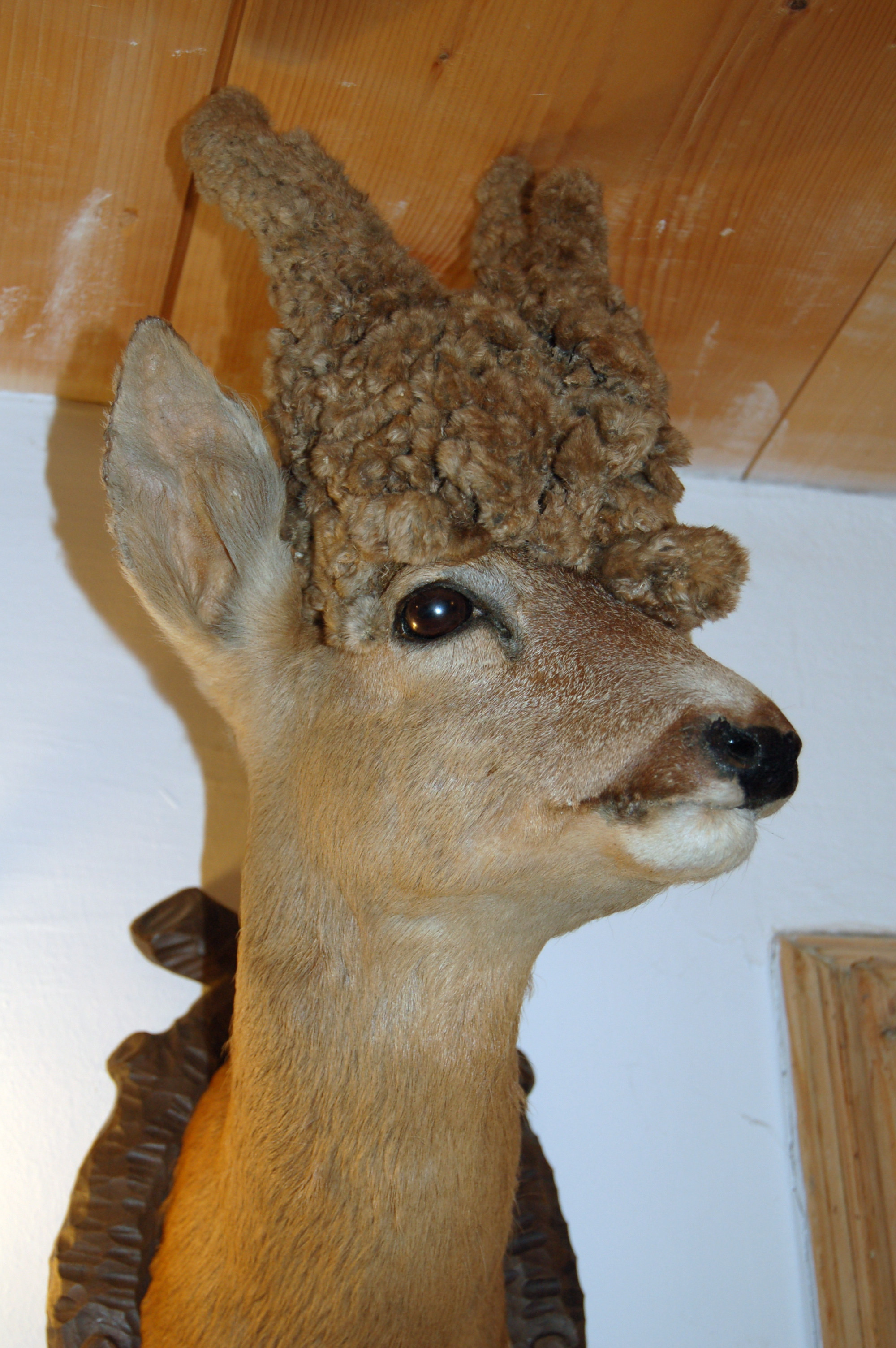 Kopf eines Rehbockes, der aufgrund einer Hodenverletzung von Bast umwuchert ist, sogenannter Perückenbock.